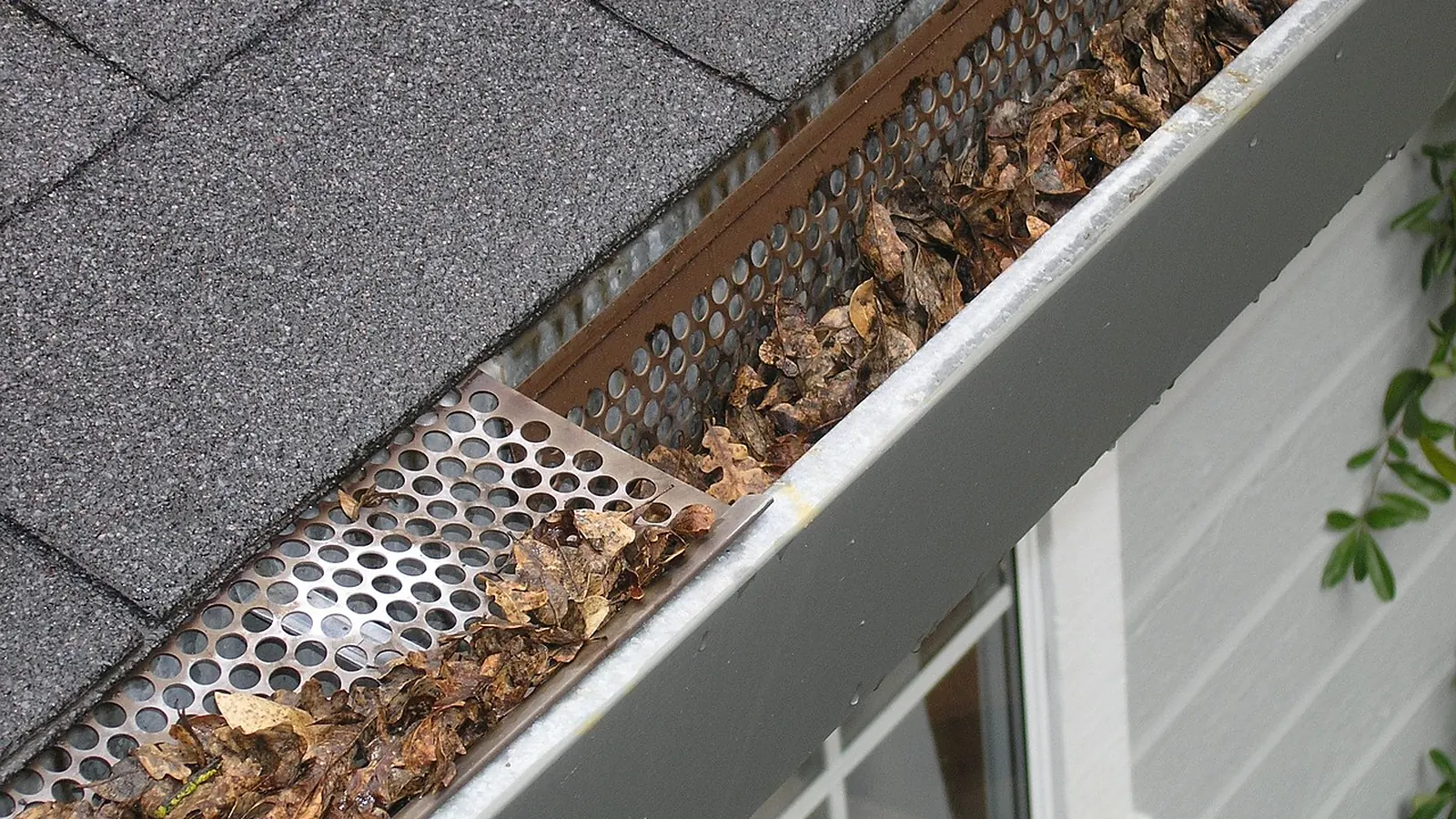 Leaves collected in a gutter fitted with a mesh guard along a roof edge